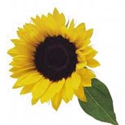 significato girasole-3