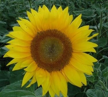 significato girasole-4