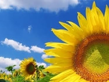 significato girasole-5