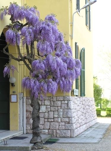 significato glicine-5