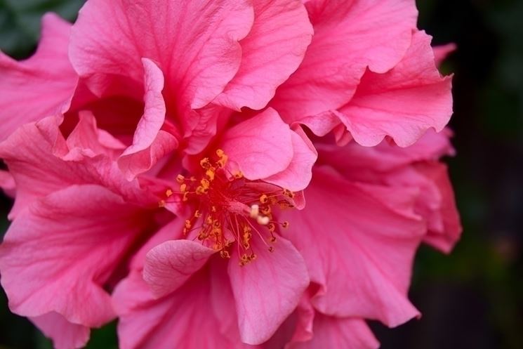 Il significato del fiore di ibiscus