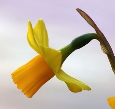 significato narciso 