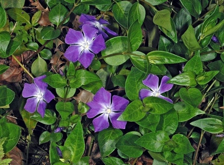 Simboli della pervinca