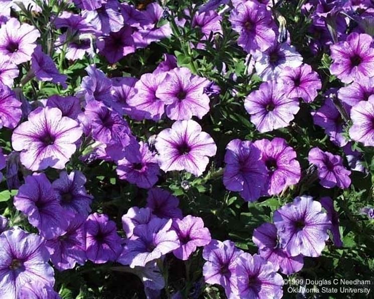 significato petunia-1