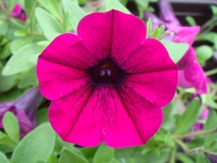 Simbologia della petunia