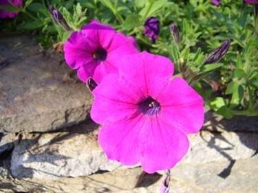 significato petunia-3