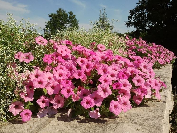 Cosa vuol significare una petunia regalata?
