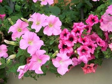 significato petunia-5