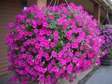 significato petunia-9