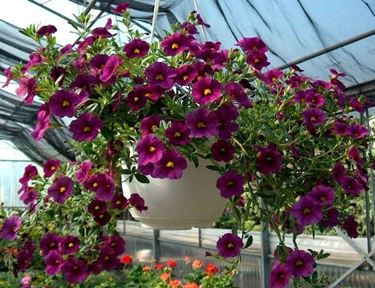 significato petunia