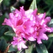 significato rododendro-1