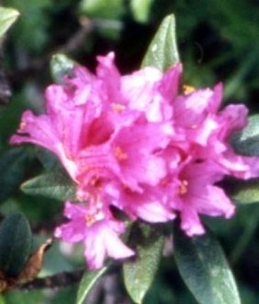 significato rododendro-1