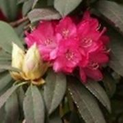 rododendro significato