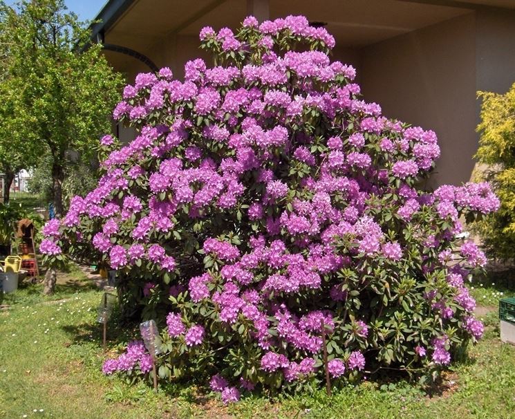 significato rododendro-6