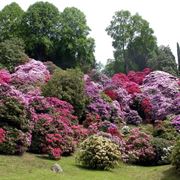 significato rododendro-7