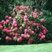 significato rododendro-9