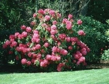 significato rododendro-9