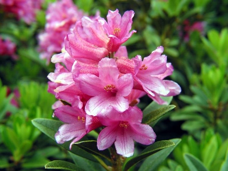 significato rododendro