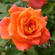 significato rose arancioni
