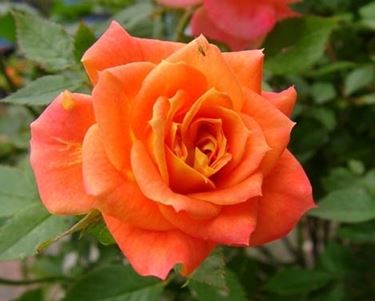 significato rose arancioni