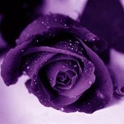 significato rose viola