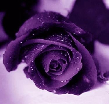 significato rose viola