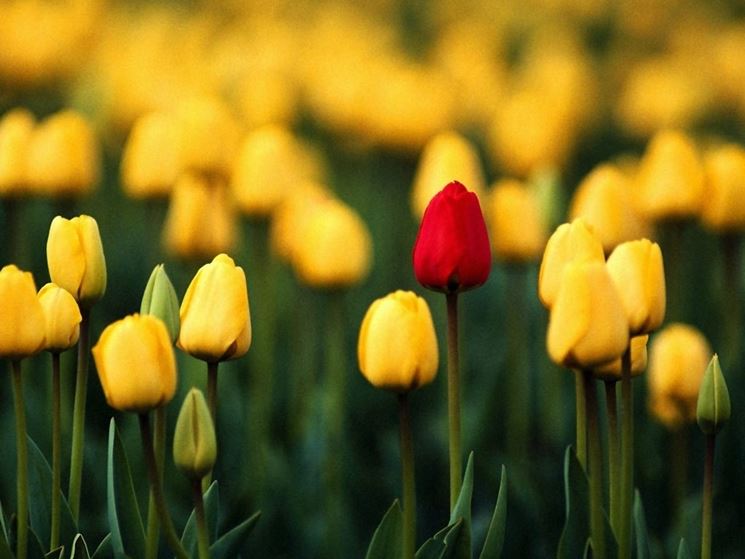 significato tulipano