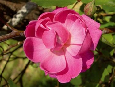Una rosa inglese in un giardino italiano
