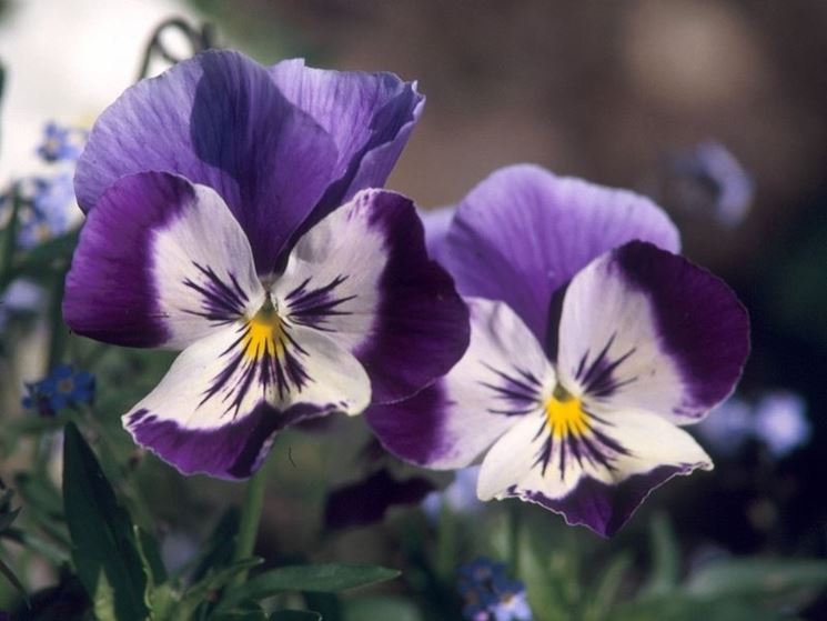 Violaciocca - Matthiola incana 