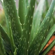 aloe cura-3