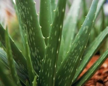 aloe cura-3