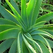 aloe cura-4