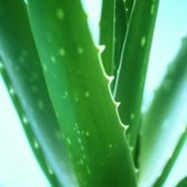 aloe cura-5