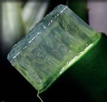 aloe cura-8