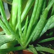 aloe cura-9