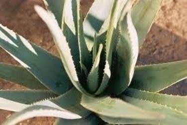 aloe cura