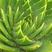 aloe pianta-2