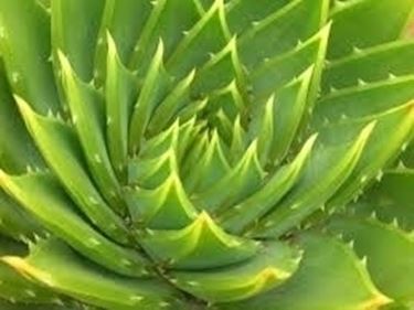 aloe pianta-2