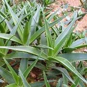 aloe pianta-3