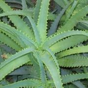 aloe pianta-4