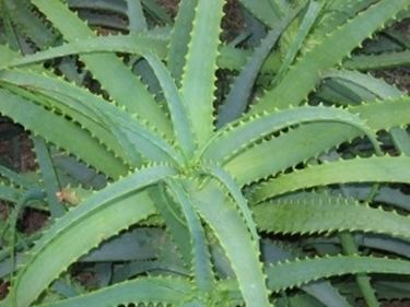 aloe pianta-4