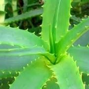 aloe vera gel-2