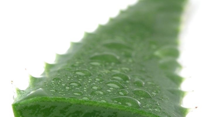 aloe vera propriet-1