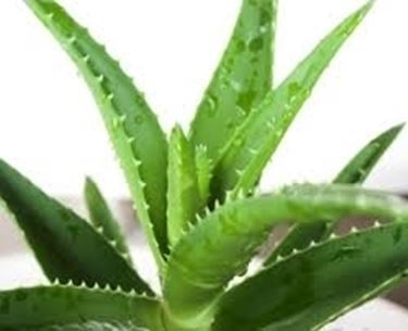 aloe vera propriet-2