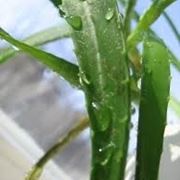 aloe vera propriet-4