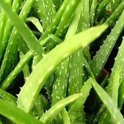 aloe vera propriet-5