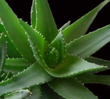 aloe vera propriet-9