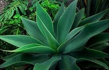 aloe vera pura-3