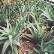 pianta aloe-3