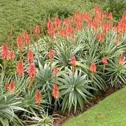 pianta aloe-5
